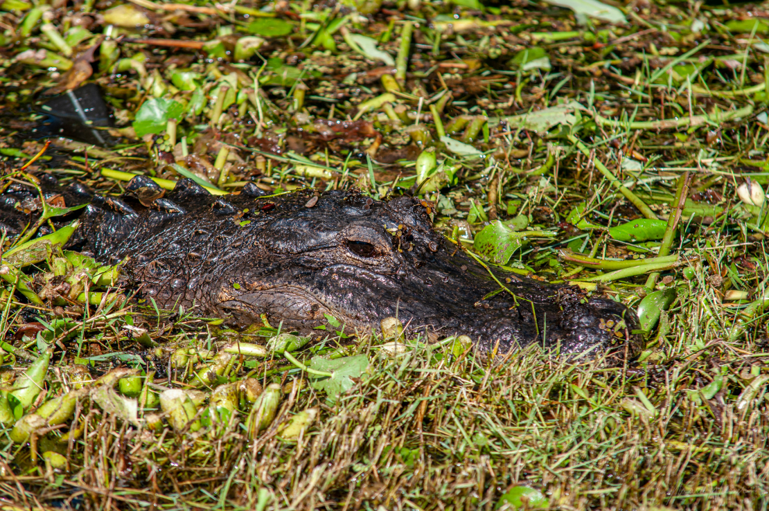 Mississippi-Alligator (Alligator mississippiensis)