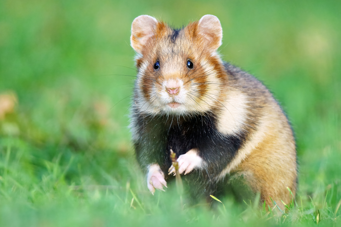 Feldhamster (Cricetus cricetus)