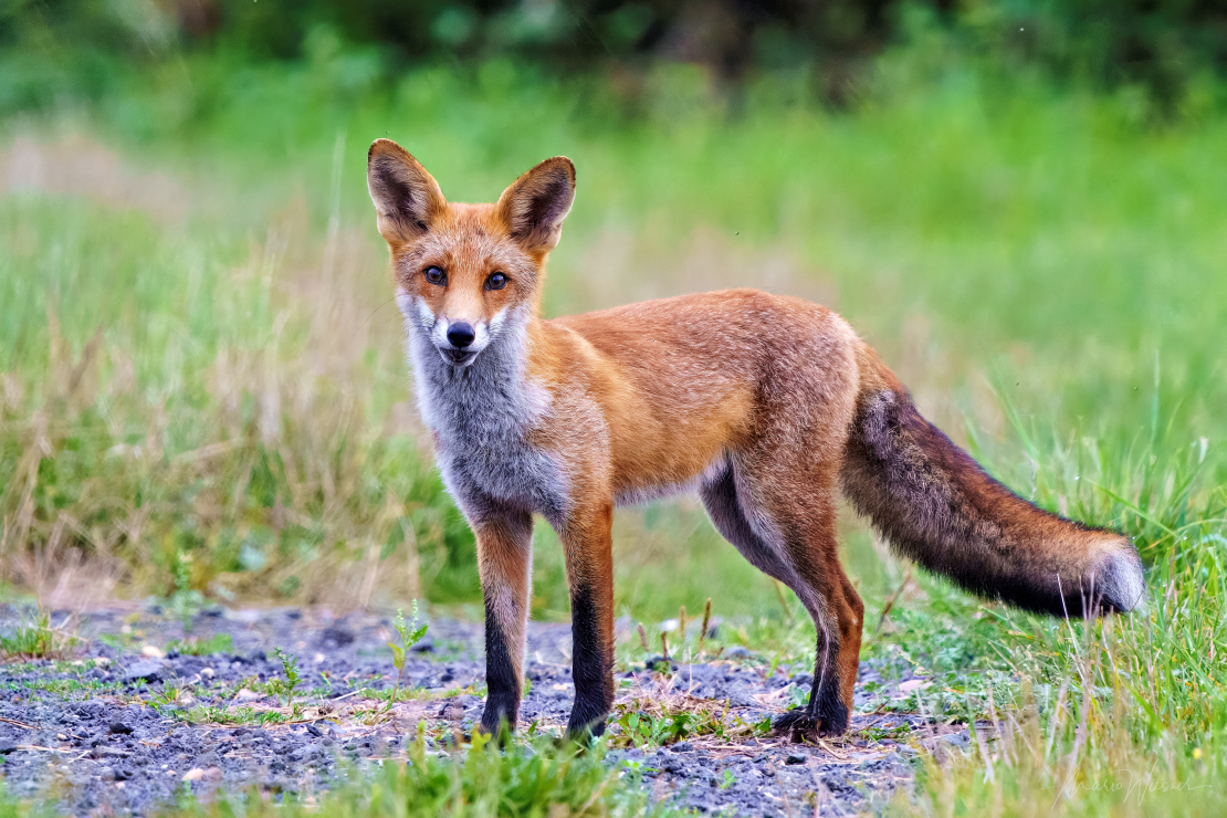 Rotfuchs (Vulpes vulpes)