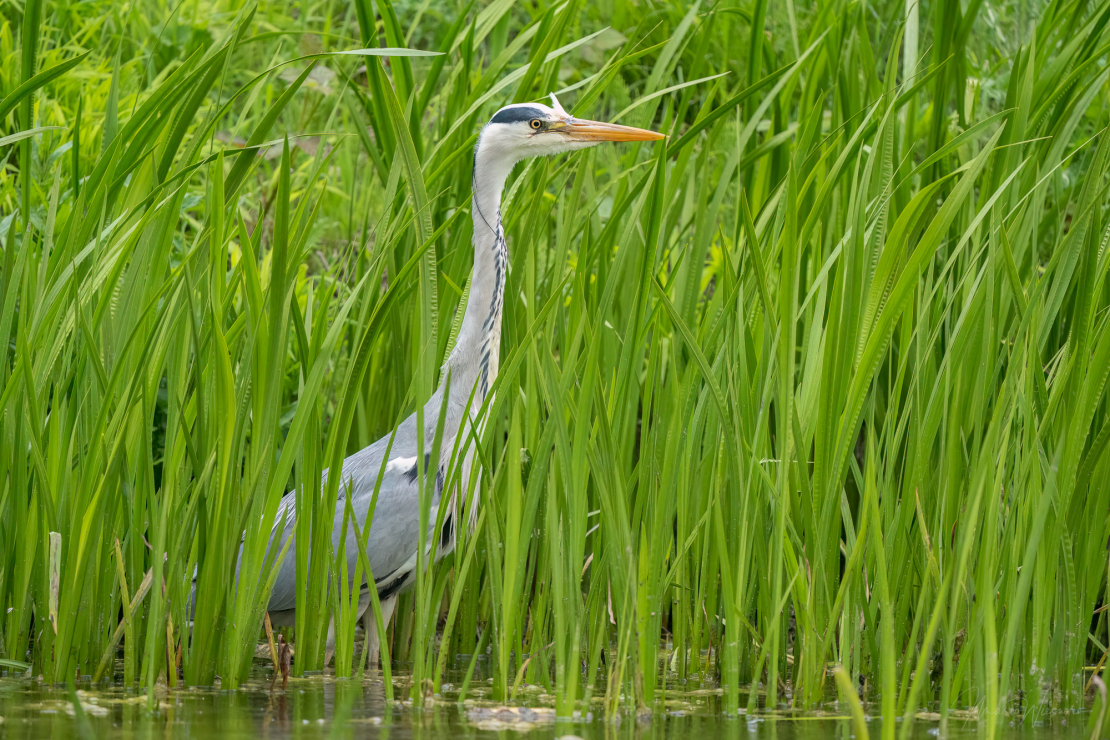 Graureiher (Ardea cinerea)