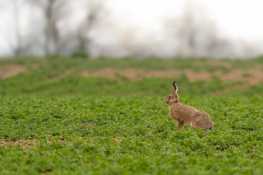 Hase (Lepus europaeus)