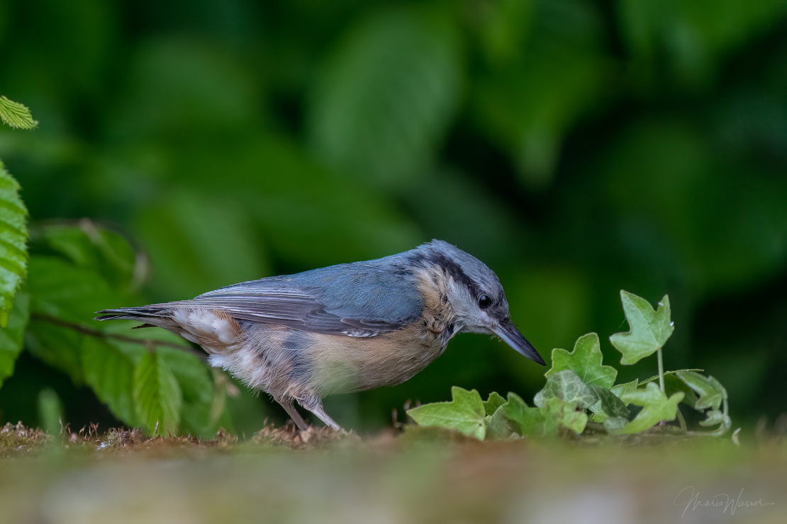Kleiber (Sitta europaea)