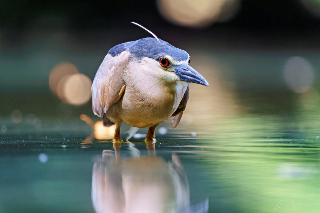 Nachtreiher (Nycticorax nycticorax)