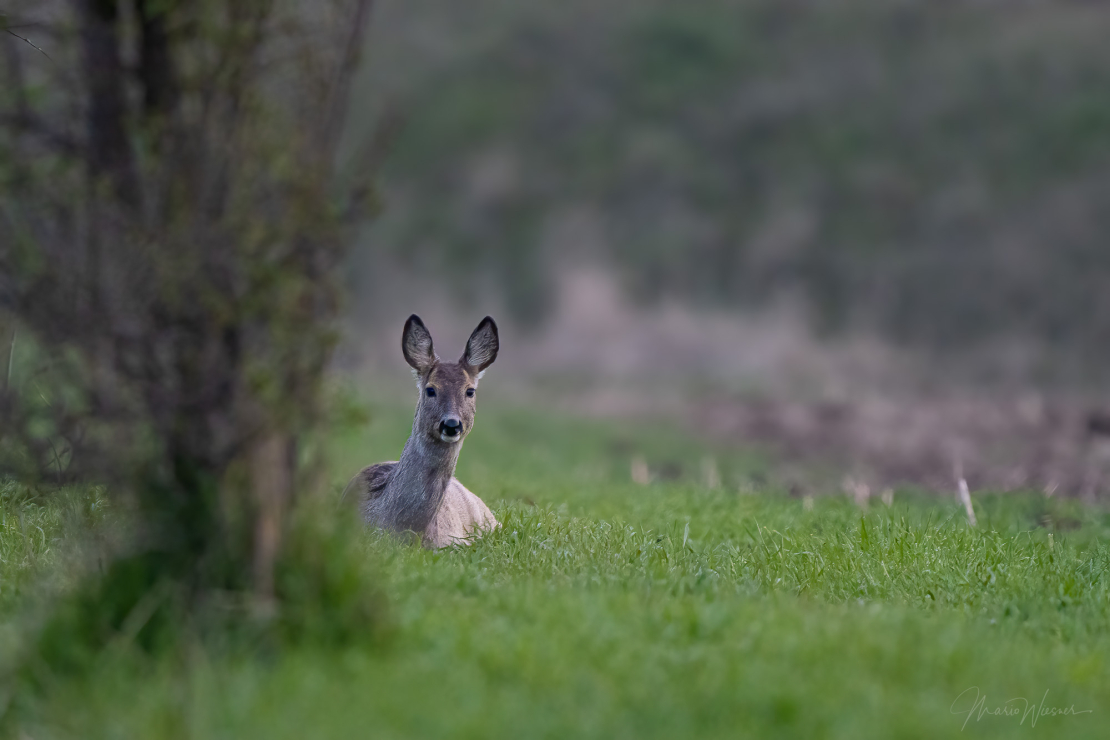 Rech (Capreolus capreolus)