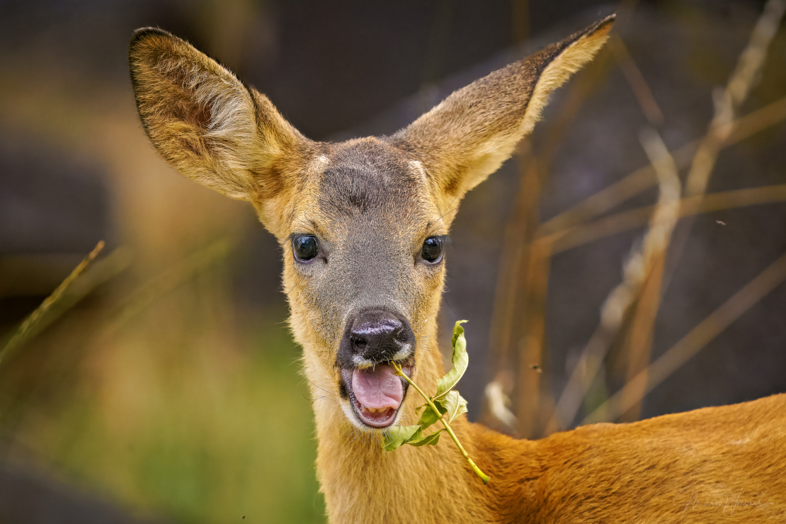 Reh (Capreolus capreolus)