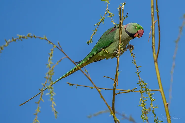 Großer Alexandersittich (Psittacula eupatria)