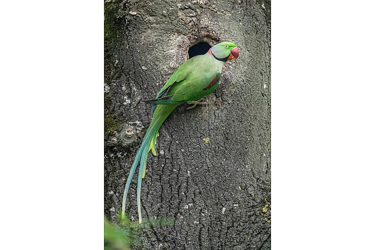 Großer Alexandersittich (Psittacula eupatria)