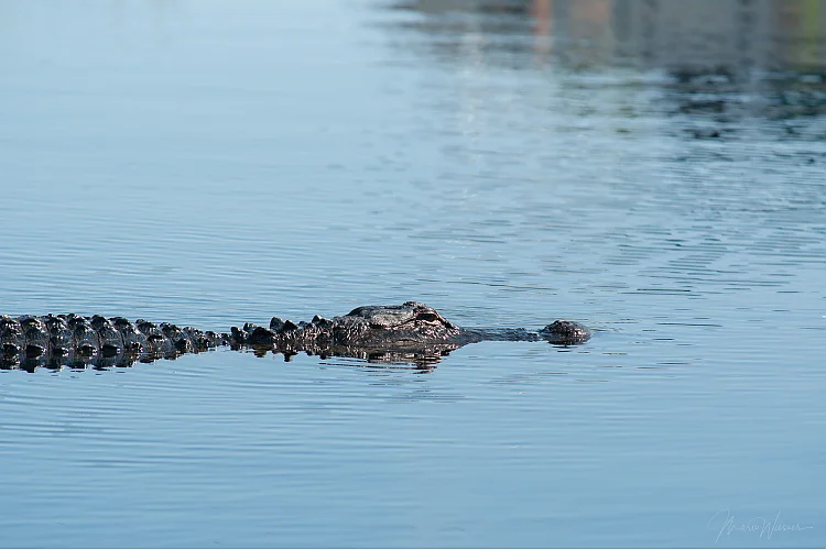 Mississippi-Alligator (Alligator mississippiensis)