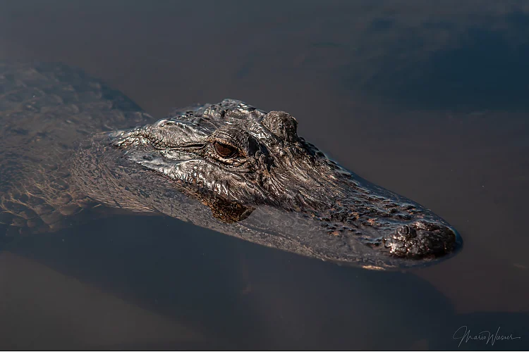 Mississippi-Alligator (Alligator mississippiensis)