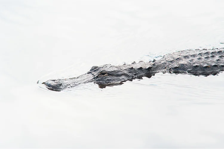 Mississippi-Alligator (Alligator mississippiensis)