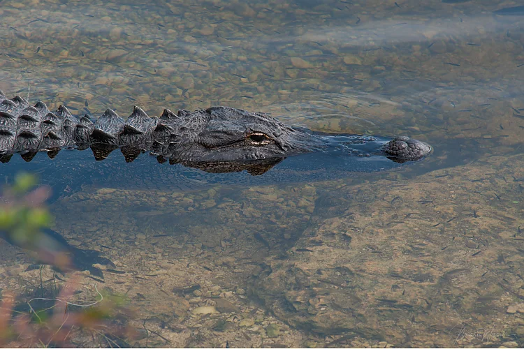 Mississippi-Alligator (Alligator mississippiensis)