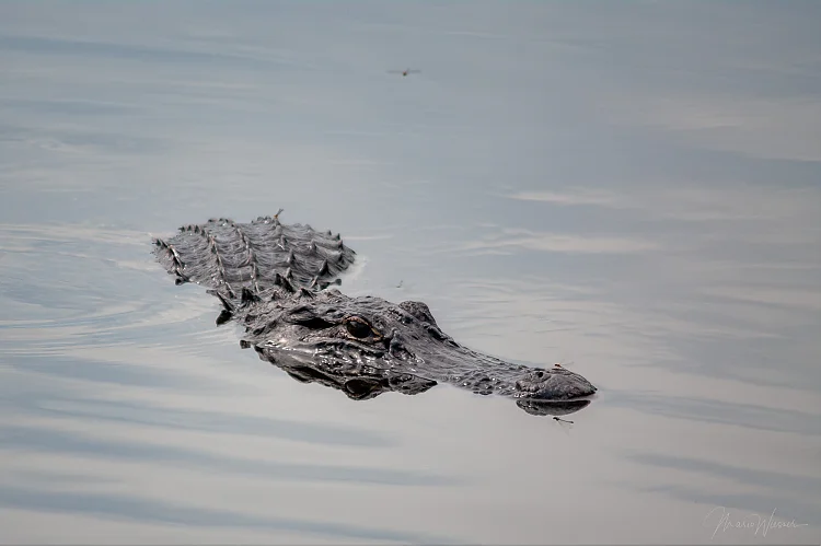 Mississippi-Alligator (Alligator mississippiensis)