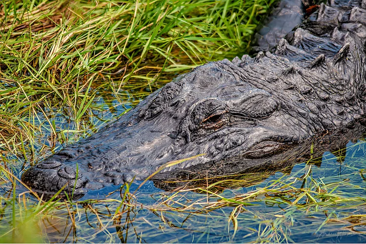 Mississippi-Alligator (Alligator mississippiensis)