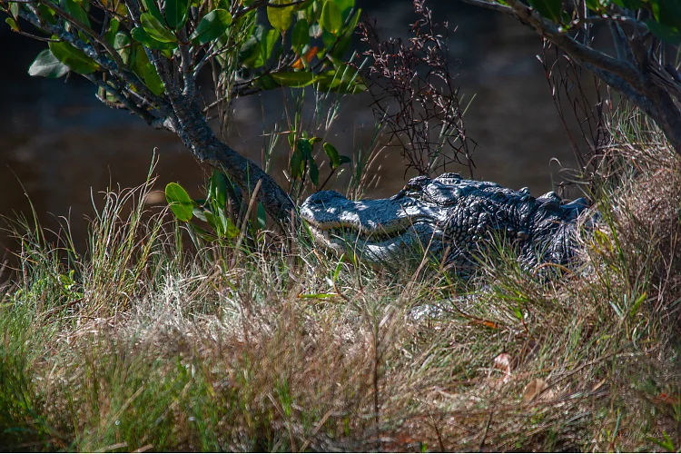 Mississippi-Alligator (Alligator mississippiensis)