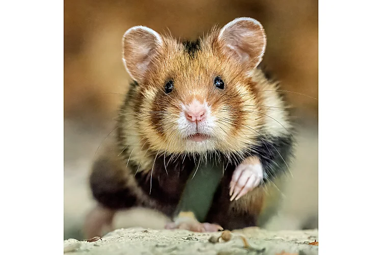 Feldhamster (Cricetus cricetus)