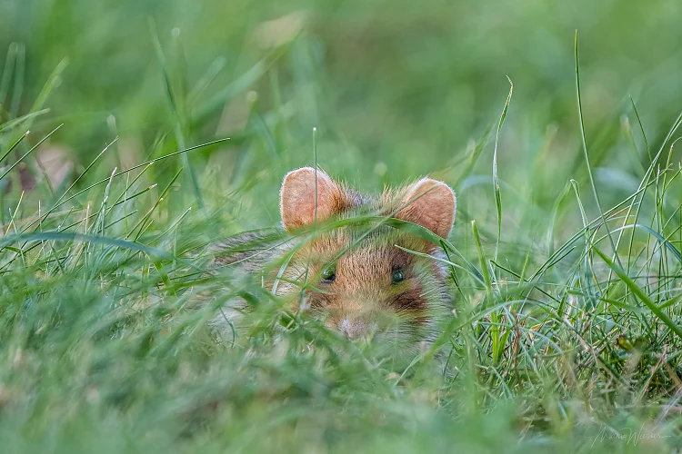 Feldhamster (Cricetus cricetus)