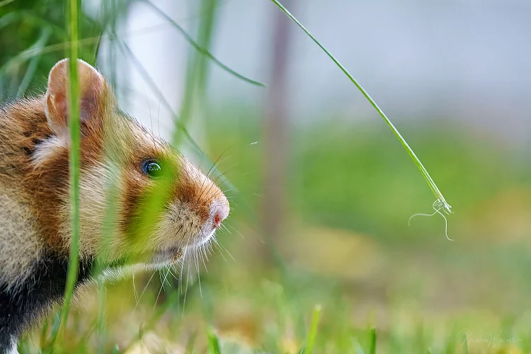 Feldhamster (Cricetus cricetus)