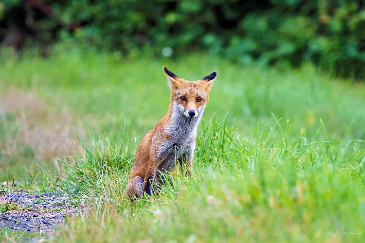 Rotfuchs (Vulpes vulpes)