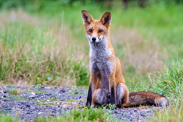 Rotfuchs (Vulpes vulpes)