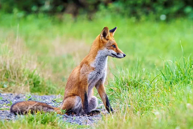 Rotfuchs (Vulpes vulpes)