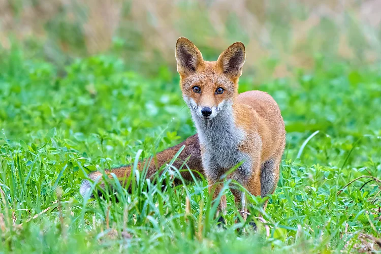 Rotfuchs (Vulpes vulpes)