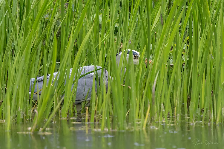 Graureiher (Ardea cinerea)