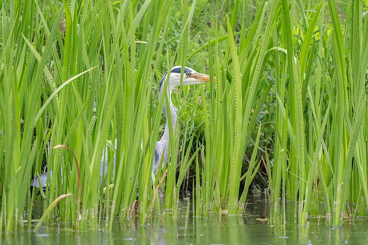 Graureiher (Ardea cinerea)