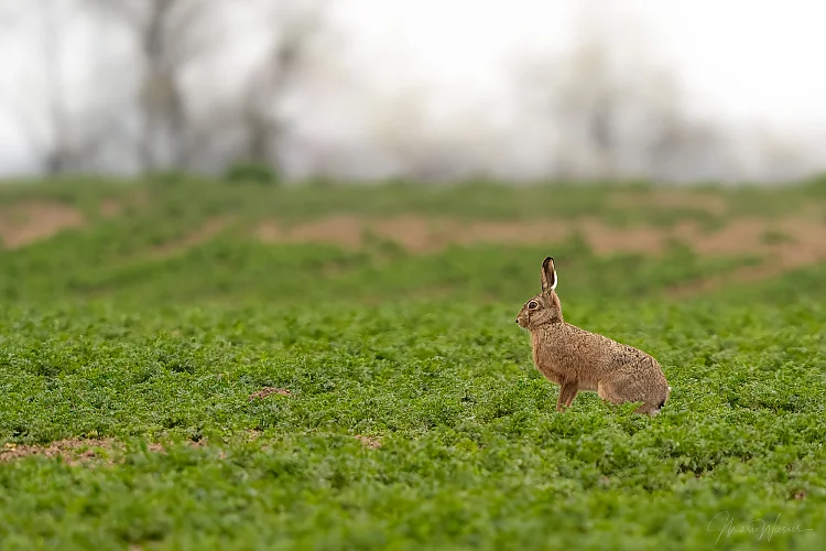 Hase (Lepus europaeus)