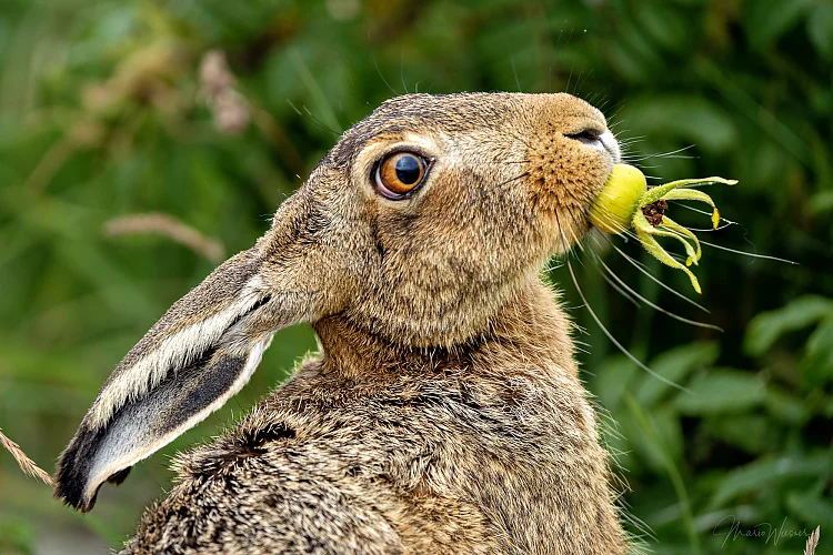 Hase (Lepus europaeus)