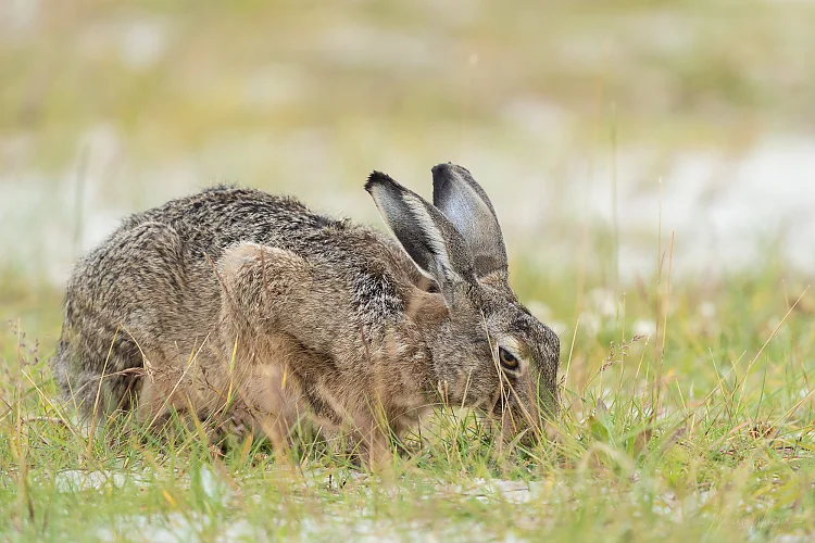 Hase (Lepus europaeus)