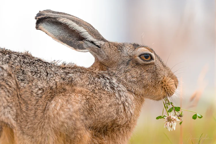 Hase (Lepus europaeus)