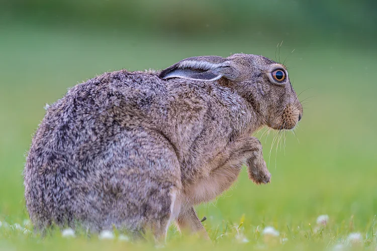 Hase (Lepus europaeus)