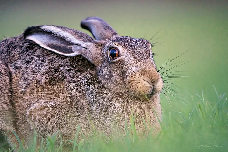 Hase