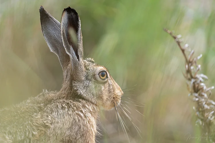 Hase (Lepus europaeus)