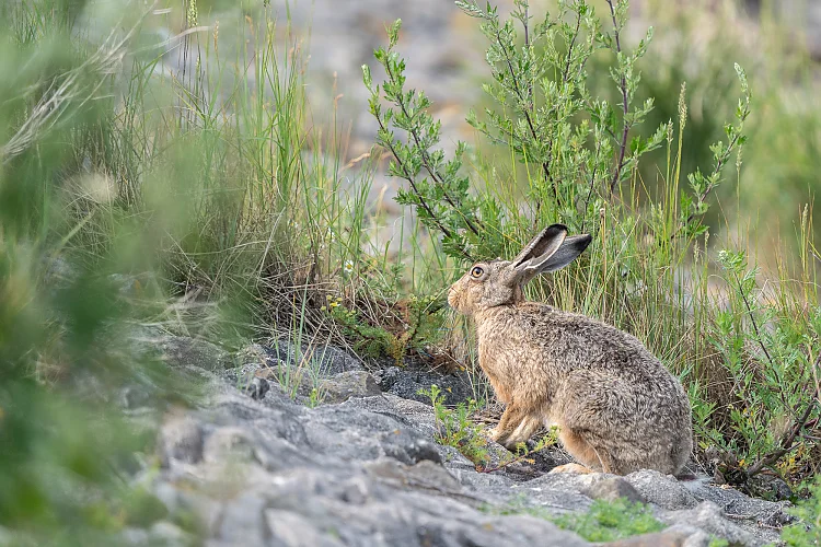 Hase (Lepus europaeus)