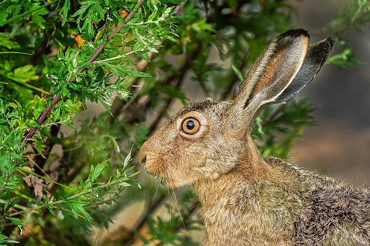 Hase (Lepus europaeus)