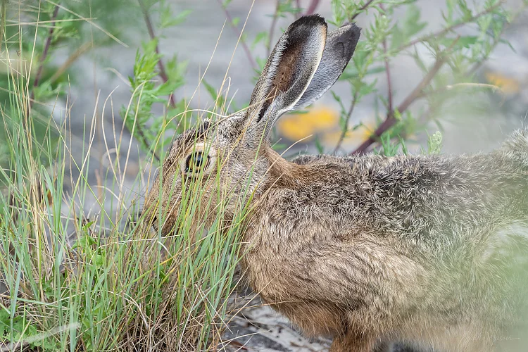 Hase (Lepus europaeus)