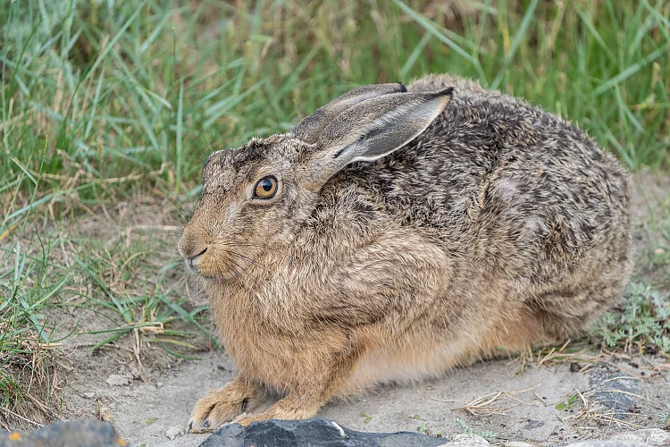 Hase (Lepus europaeus)