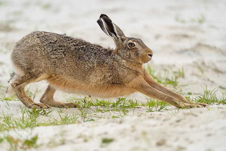 Hase (Lepus europaeus)
