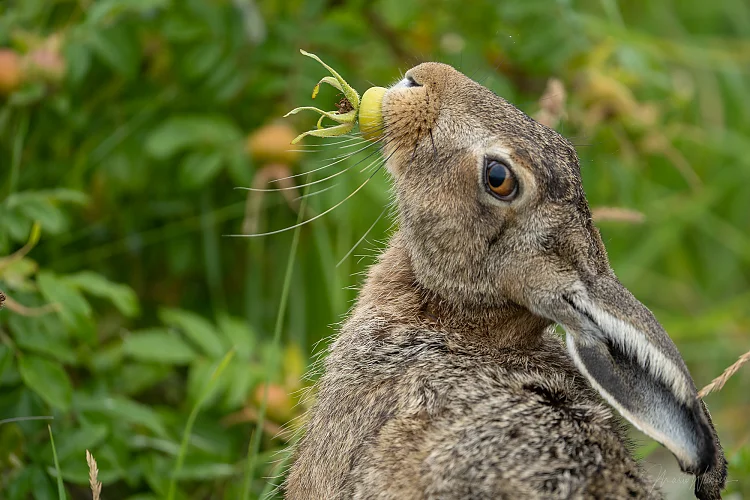 Hase (Lepus europaeus)
