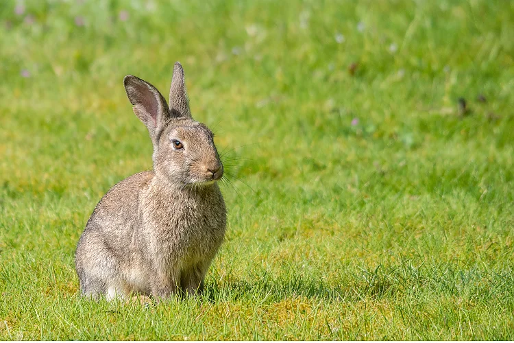 Wildkaninchen (Oryctolagus cuniculus)