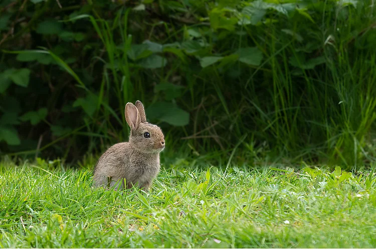 Wildkaninchen (Oryctolagus cuniculus)