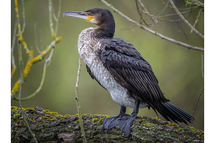 Kormoran
