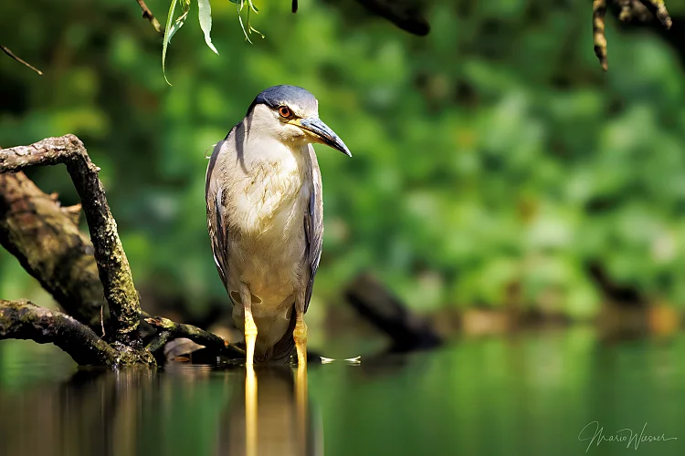 Nachtreiher (Nycticorax nycticorax)