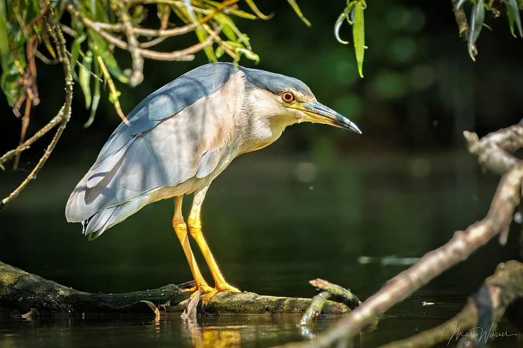 Nachtreiher (Nycticorax nycticorax)
