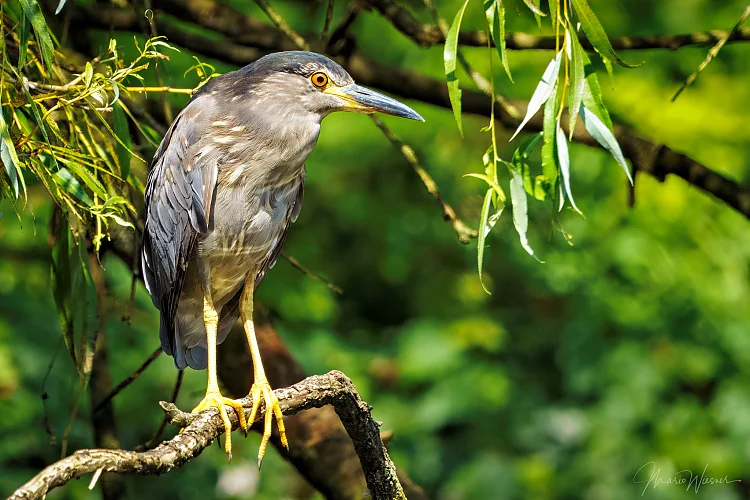 Nachtreiher (Nycticorax nycticorax)