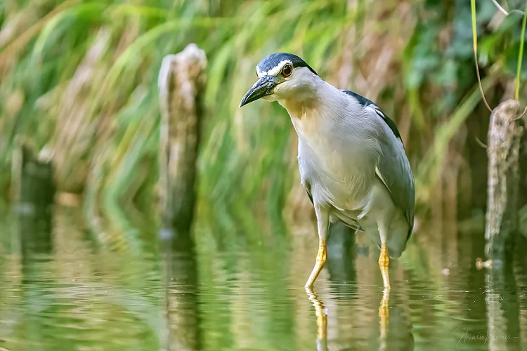 Nachtreiher (Nycticorax nycticorax)