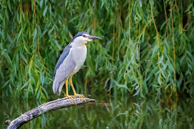 Nachtreiher (Nycticorax nycticorax)