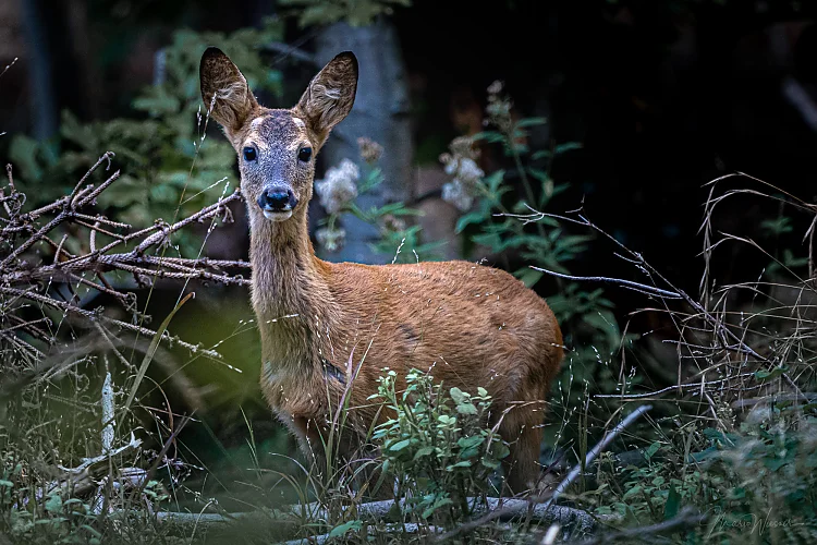 Rech (Capreolus capreolus)