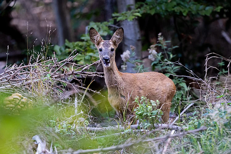 Rech (Capreolus capreolus)